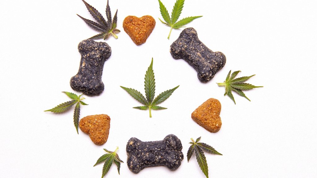 Key to Pick the Best CBD Dog Treats for Your Four-Legged Companion