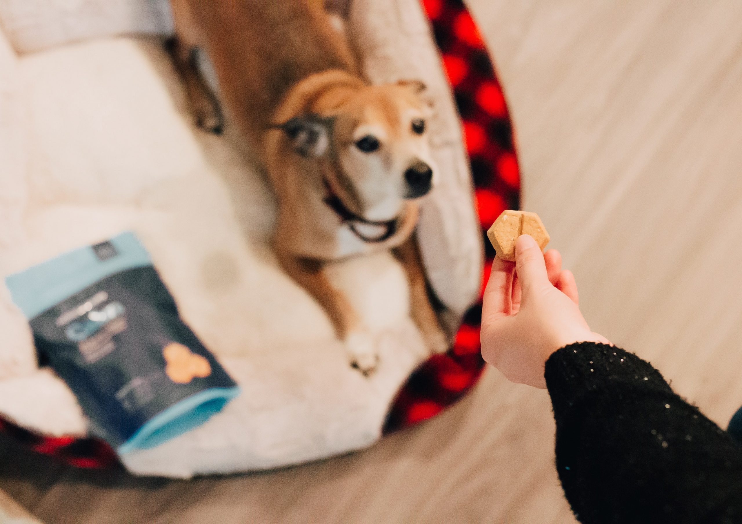 CBD Hip & Joint Treats For Dogs and using CBD for dogs